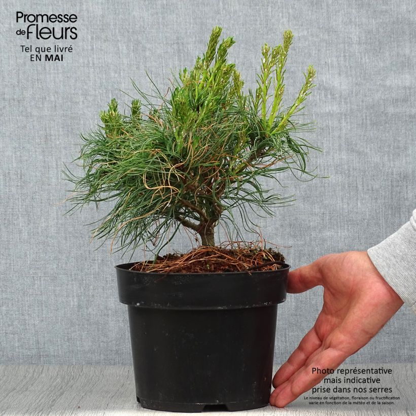 Exemplaar van Pinus strobus Tiny Kurls - Weymouthden Pot van 2 l/3 l zoals geleverd in de lente