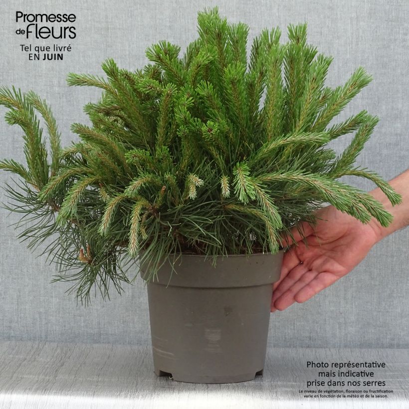 Exemplaar van Pinus uncinata - Bergden Stuk zoals geleverd in de zomer