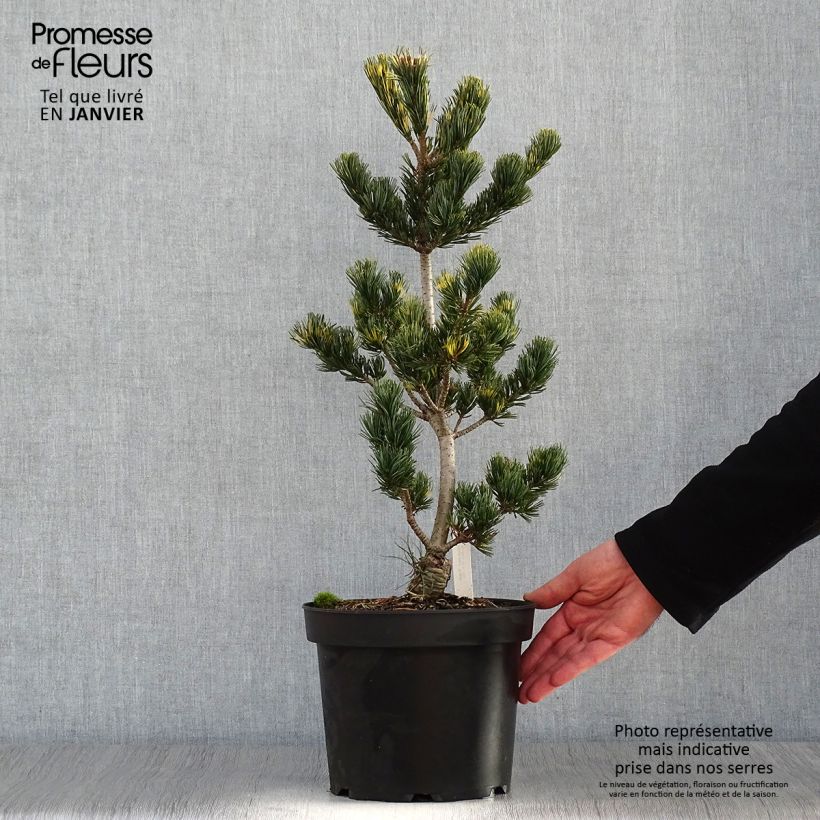 Example of Pin blanc du Japon - Pinus parviflora Fukai  Pot van 4 l/5 l as you get in hiver