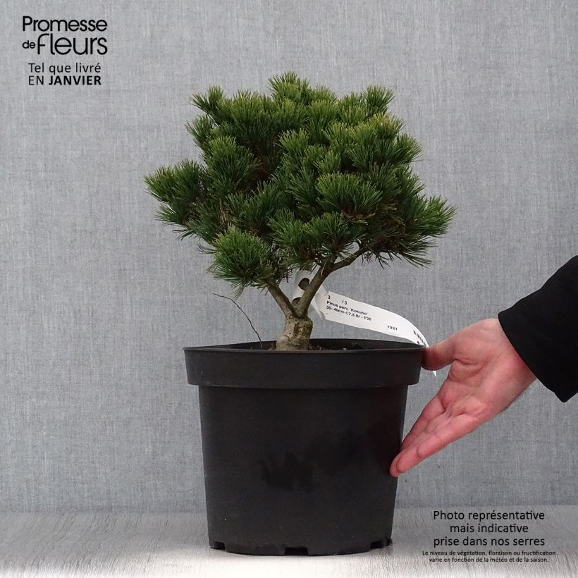 Example of Pin blanc du Japon - Pinus parviflora Kokuho                      Pot van 7,5 l/10 l as you get in hiver