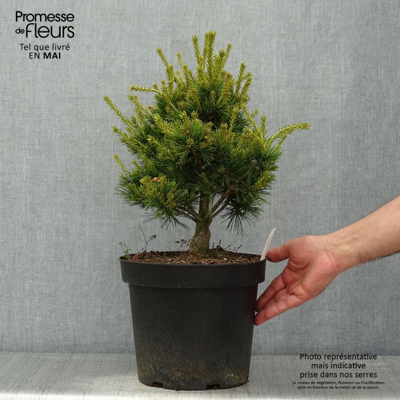 Exemplaar van Pinus parviflora Kokuho - Japanse witte den Pot van 7,5 l/10 l zoals geleverd in de lente
