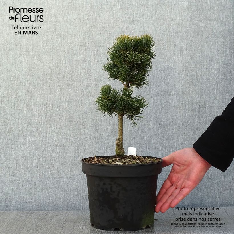 Example of Pin cembro nain - Pinus cembra Compacta Glauca                   Pot van 4 l/5 l as you get in hiver