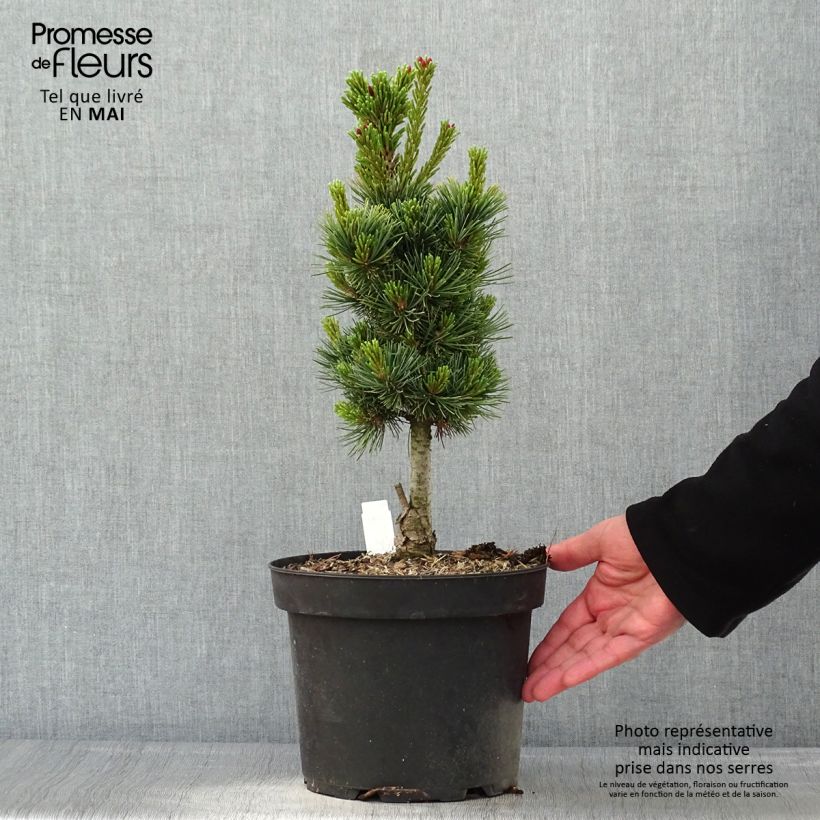 Exemplaar van Pinus cembra Compacta Glauca - Alpenden Pot van 4 l/5 l zoals geleverd in de lente