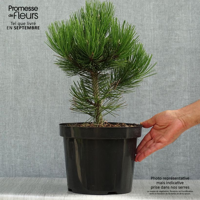Exemplaar van Pinus heldreichii Malinkii - Bosnische den Pot van 7,5 l/10 l zoals geleverd in de herfst