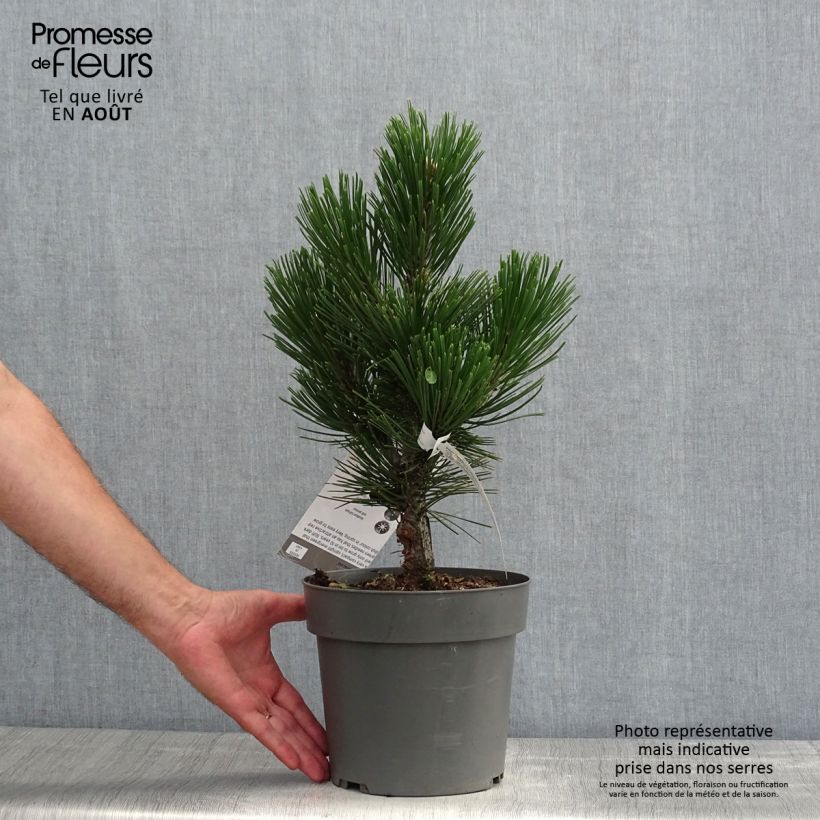 Exemplaar van Pinus heldreichii Little Dracula - Bosnische den Pot van 4 l/5 l zoals geleverd in de zomer