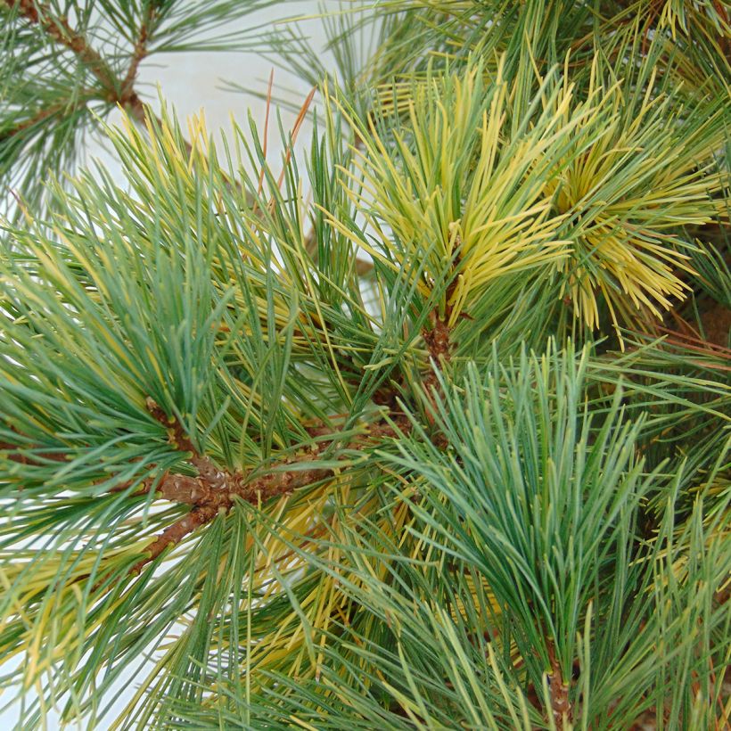 Pinus peuce Aureovariegata - Macedonische den (Foliage)