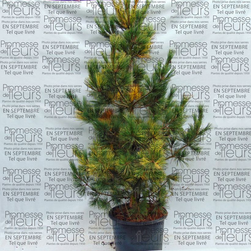 Example of Pin de Macédoine - Pinus peuce Aureovariegata                       Pot van 18 l/20 l as you get