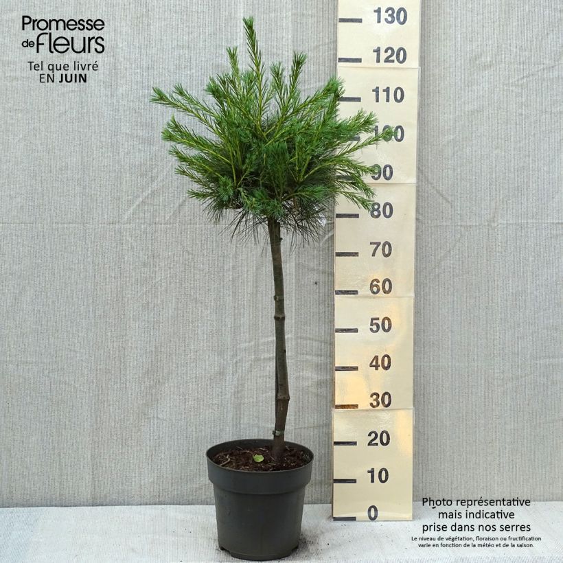 Exemplaar van Pinus strobus Mary Butler - Weymouthden Pot van 7,5 l/10 l, Stengel zoals geleverd in de zomer