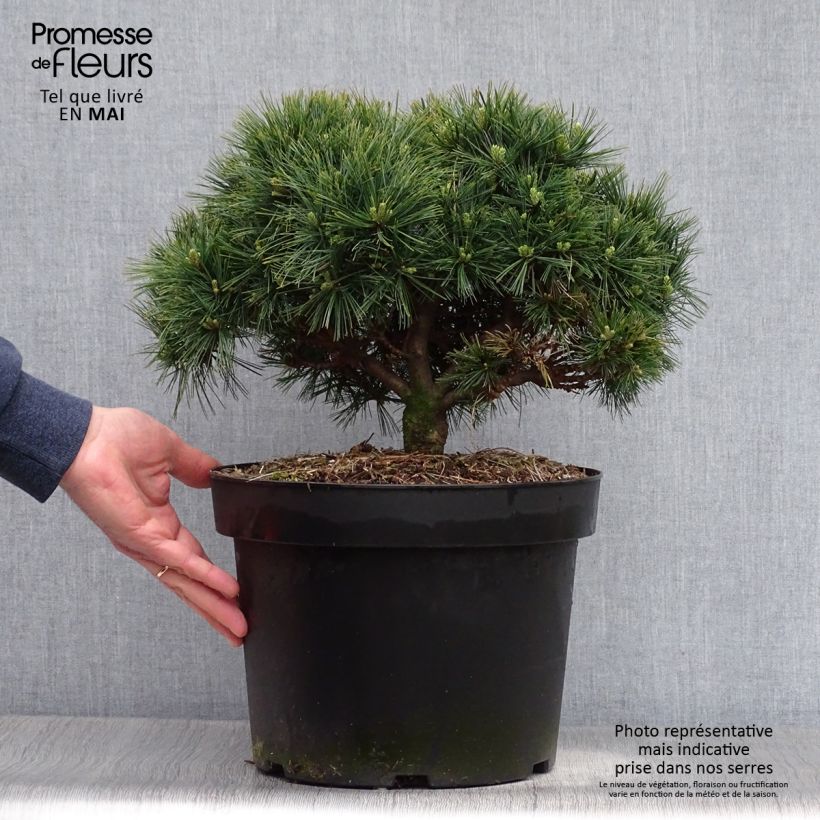 Exemplaar van Pinus strobus Minuta - Weymouthden Pot van 7,5 l/10 l zoals geleverd in de lente