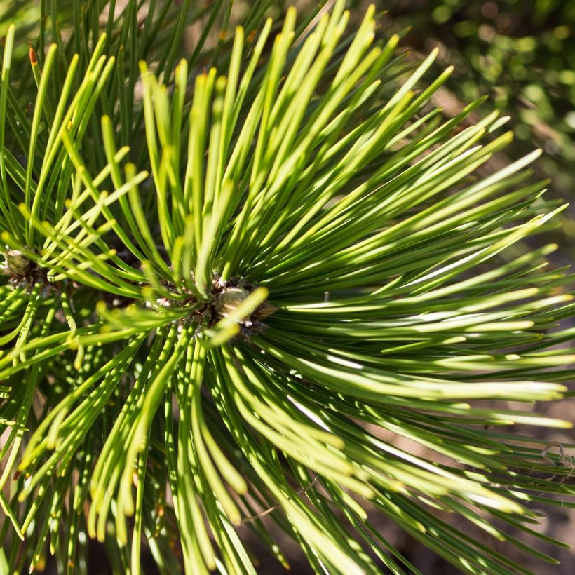 Pinus heldreichii Compact Gem - Bosnische den (Foliage)