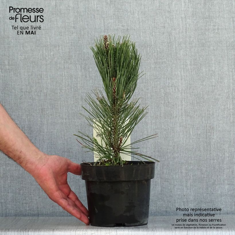 Exemplaar van Pinus heldreichii Compact Gem - Bosnische den Pot van 2 l/3 l zoals geleverd in de lente