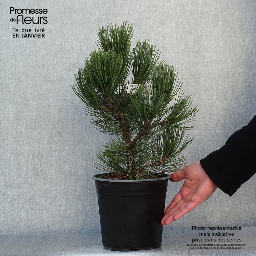 Example of Pin de bosnie - Pinus heldreichii (leucodermis) Compact Gem Pot van 4 l/5 l as you get in hiver