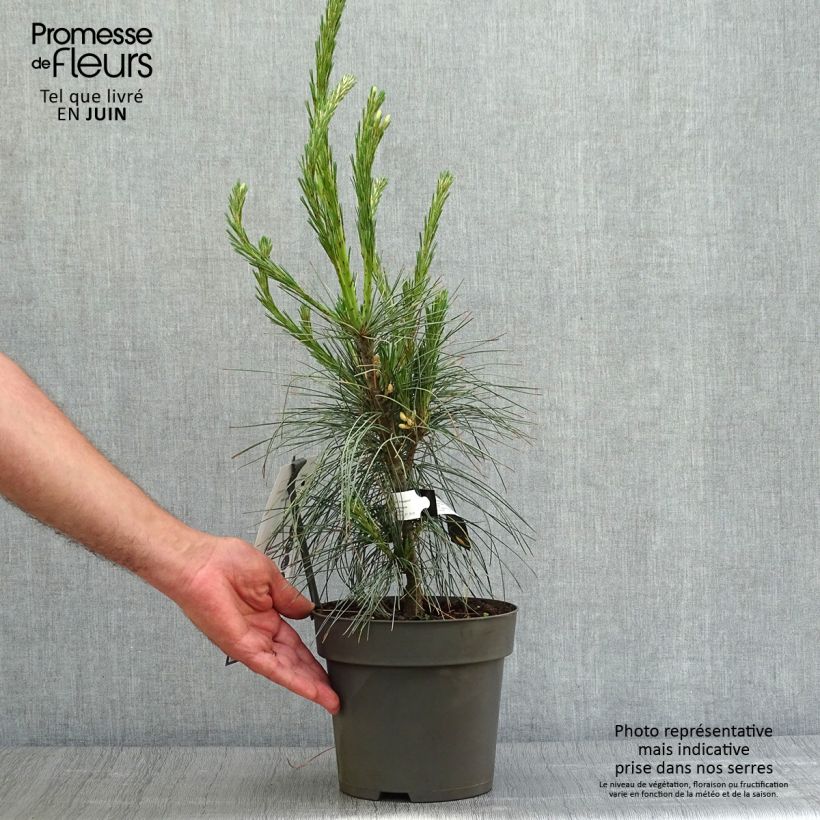 Exemplaar van Pinus wallichiana Densa Hill - Tranenden Pot van 3 l/4 l zoals geleverd in de zomer