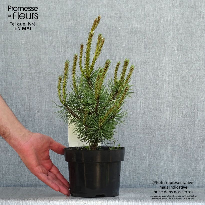 Exemplaar van Pinus mugo Carsten's Wintergold - Bergden Pot van 2 l/3 l zoals geleverd in de lente