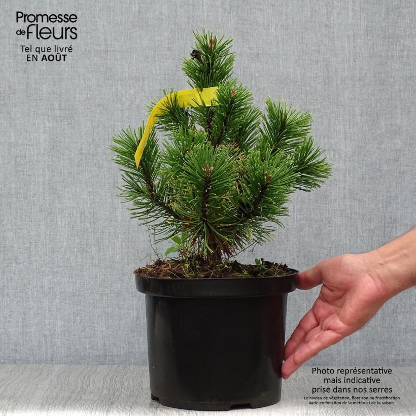 Exemplaar van Pinus mugo Carsten's Wintergold - Bergden Pot van 4 l/5 l zoals geleverd in de zomer