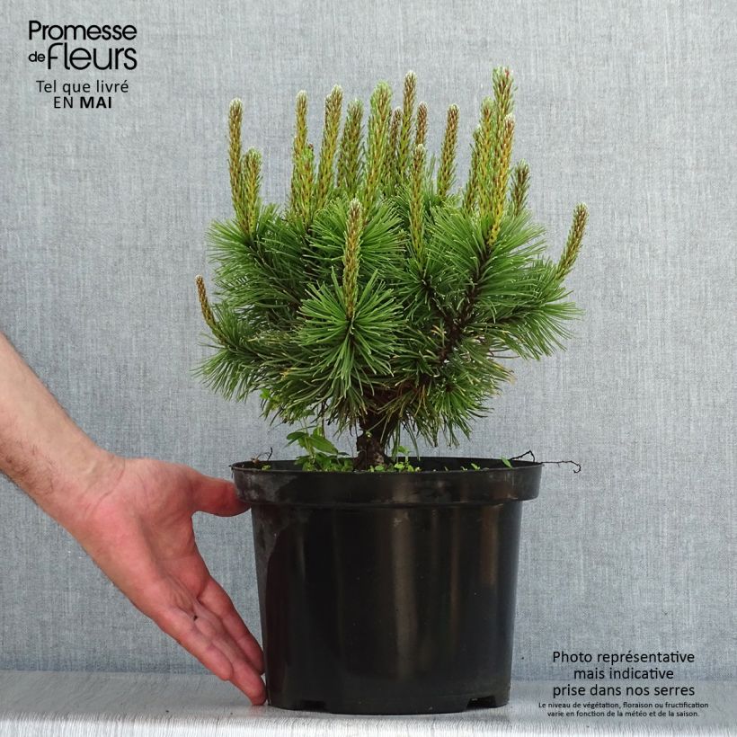Exemplaar van Pinus mugo Carsten's Wintergold - Bergden Pot van 4 l/5 l zoals geleverd in de lente