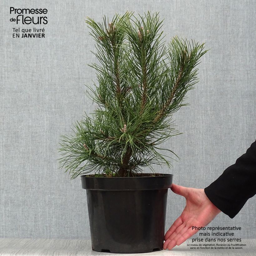 Example of Pinus mugo Gnom - Bergden Pot van 7,5 l/10 l as you get in hiver
