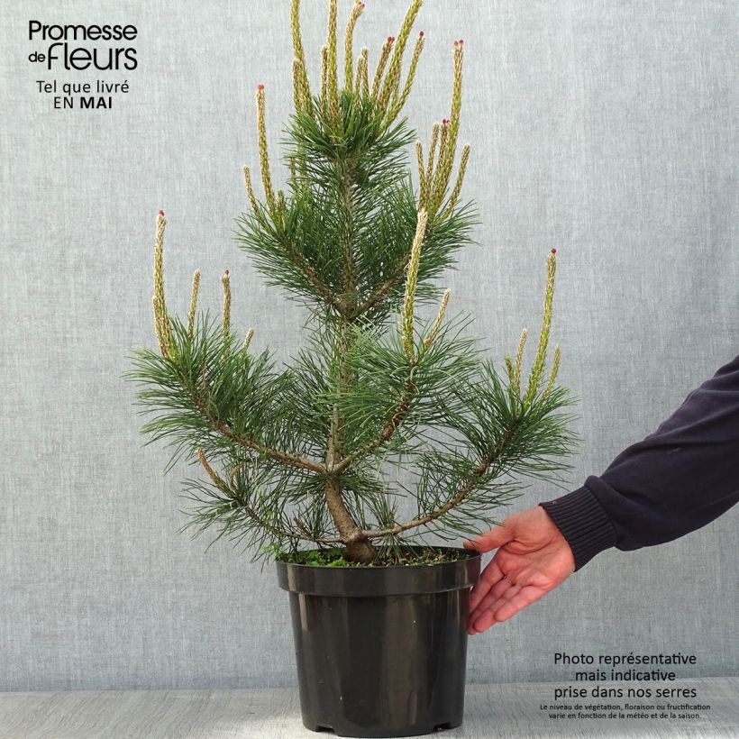 Exemplaar van Pinus mugo Gnom - Bergden Pot van 7,5 l/10 l zoals geleverd in de lente