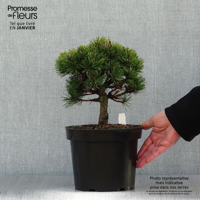 Example of Pin de montagne - Pinus mugo Lilliput                        Pot van 4 l/5 l as you get in hiver