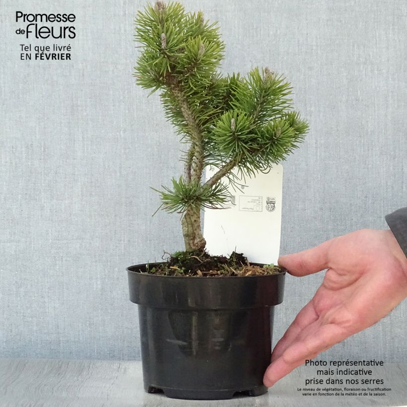 Example of Pin de montagne - Pinus mugo Mops Gold Pot van 2 l/3 l as you get in hiver