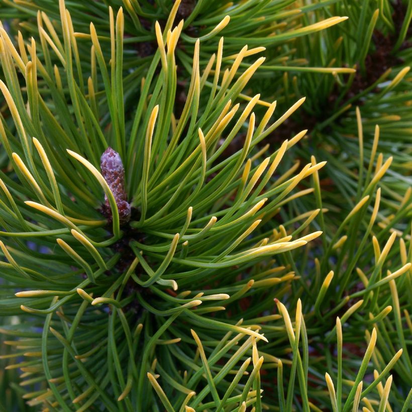 Pinus mugo Mops Gold - Bergden (Foliage)