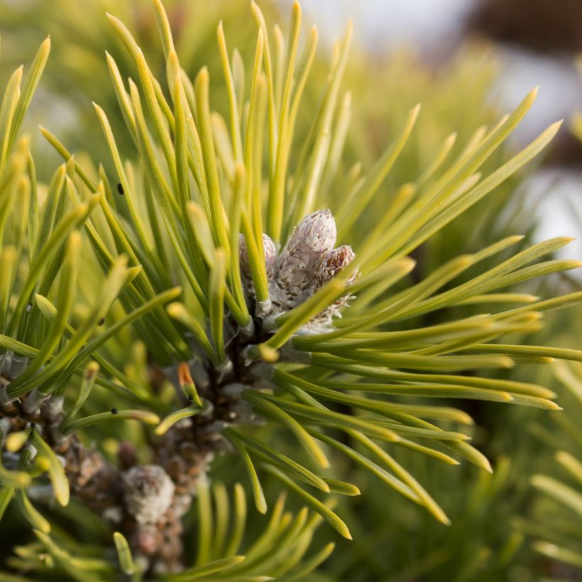 Pinus mugo Mops Gold - Bergden (Harvest)