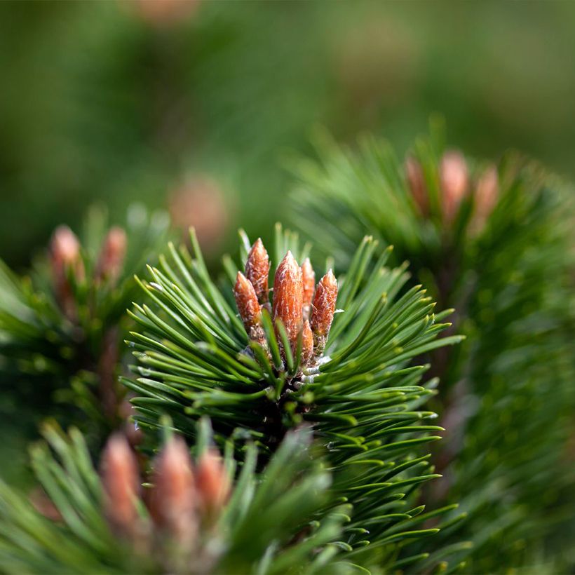 Pinus mugo Mumpitz - Bergden (Foliage)