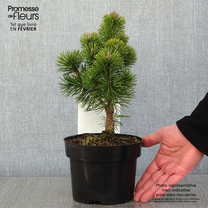 Example of Pin de montagne - Pinus mugo Mumpitz Pot van 2 l/3 l as you get in hiver