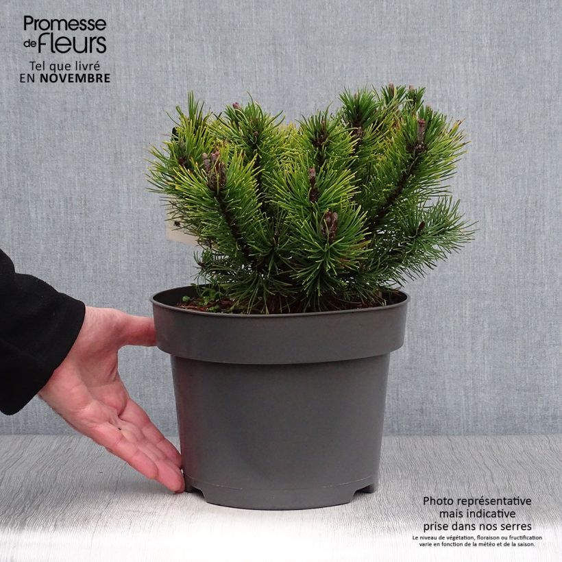 Exemplaar van Pinus mugo Ophir - Bergden Pot van 2 l/3 l zoals geleverd in de herfst
