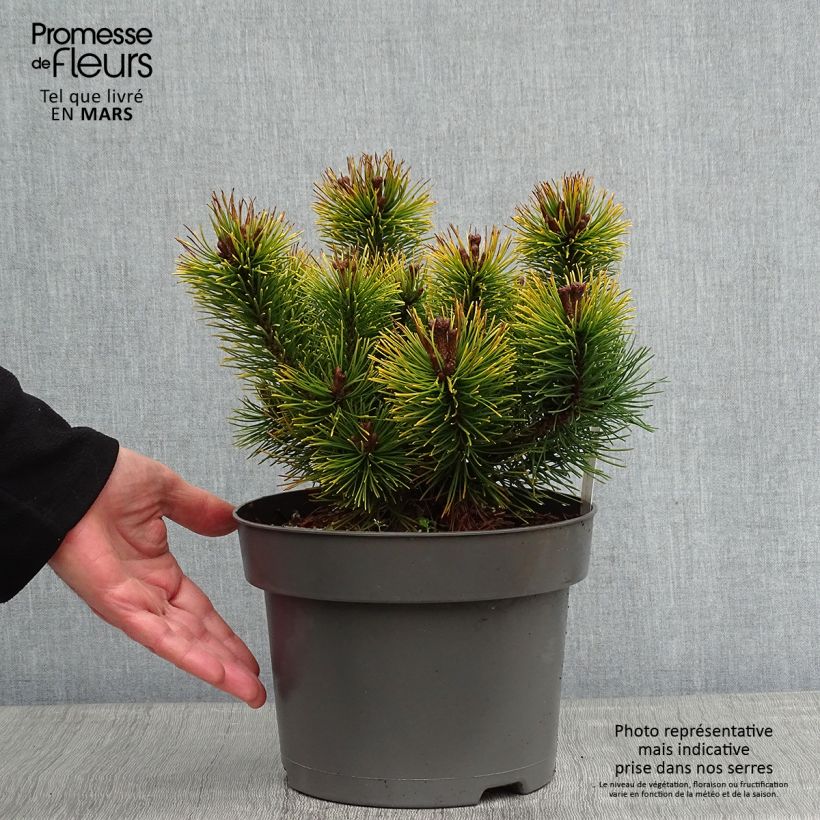 Example of Pin de montagne - Pinus mugo Ophir Pot van 2 l/3 l as you get in hiver