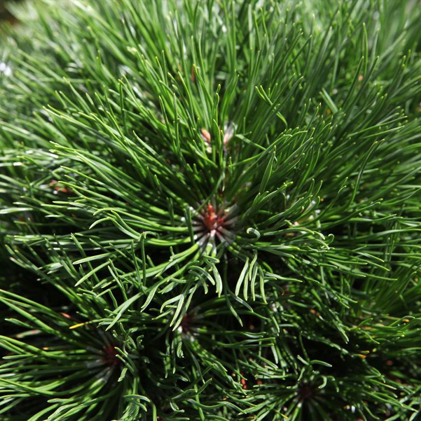 Pinus mugo Varella - Bergden (Foliage)