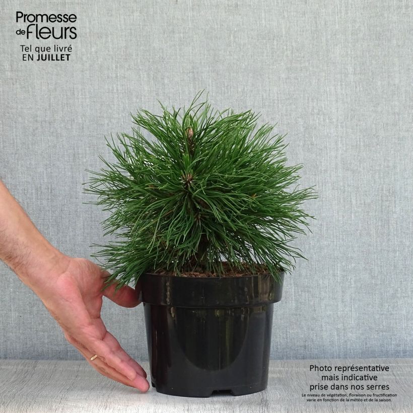 Exemplaar van Pinus mugo Varella - Bergden Pot van 2 l/3 l zoals geleverd in de zomer