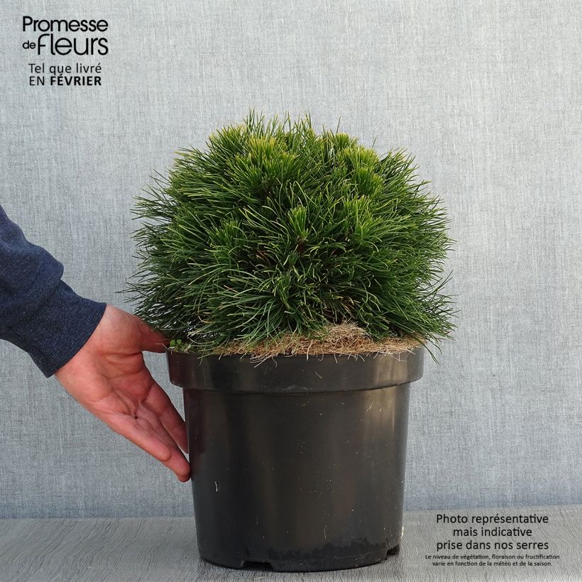 Example of Pin de montagne - Pinus mugo Varella Pot van 7,5 l/10 l as you get in hiver
