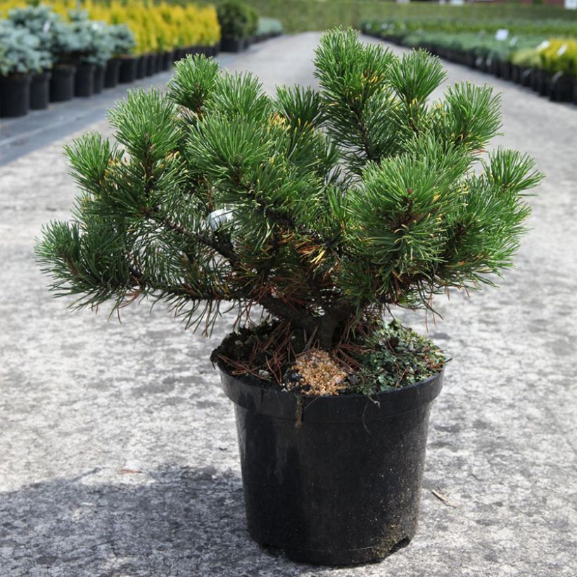 Pinus mugo Carsten's Wintergold - Bergden (Plant habit)