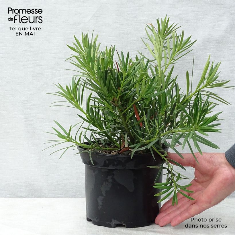 Exemplaar van Podocarpus macrophyllus - Japanse boeddahden Pot van 2 l/3 l zoals geleverd in de lente