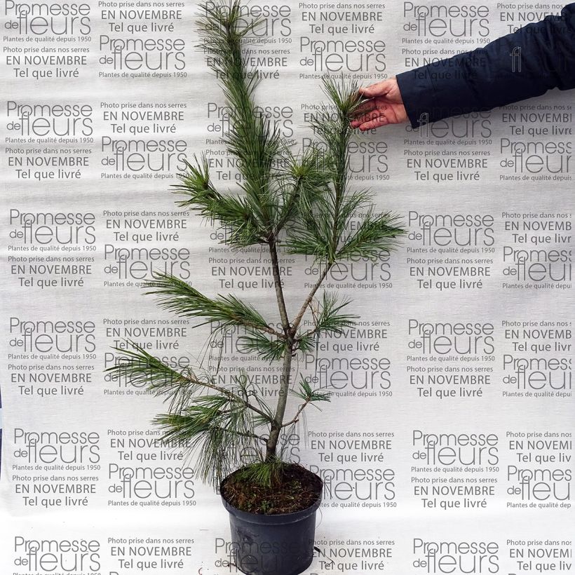 Example of Pin hybride - Pinus schwerinii Pot van 7,5 l/10 l as you get