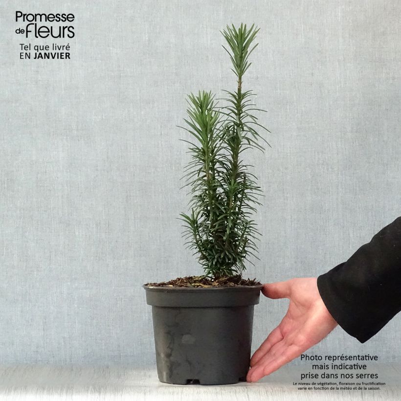 Example of Pin japonais à queue de vache - Cephalotaxus harringtonia Fastigiata Pot van 2 l/3 l as you get in hiver