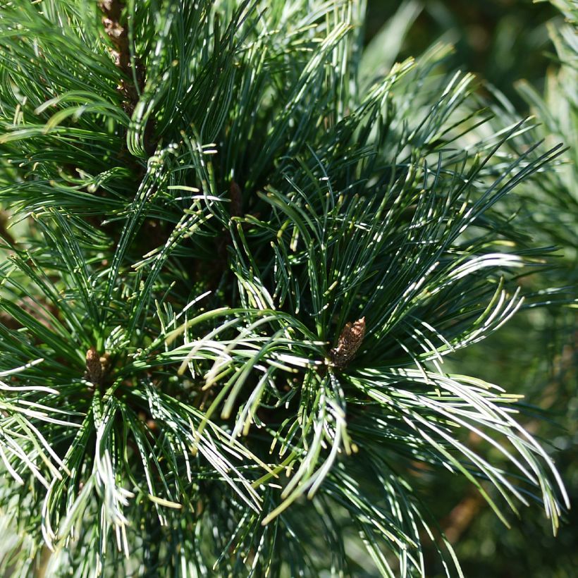 Pinus pumila Glauca - Dwergden (Foliage)