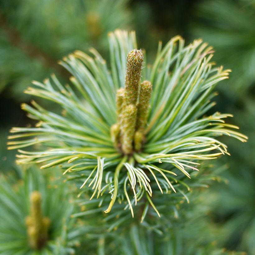 Pinus pumila Glauca - Dwergden (Flowering)