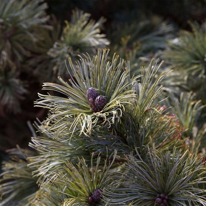 Pinus pumila Glauca - Dwergden (Harvest)