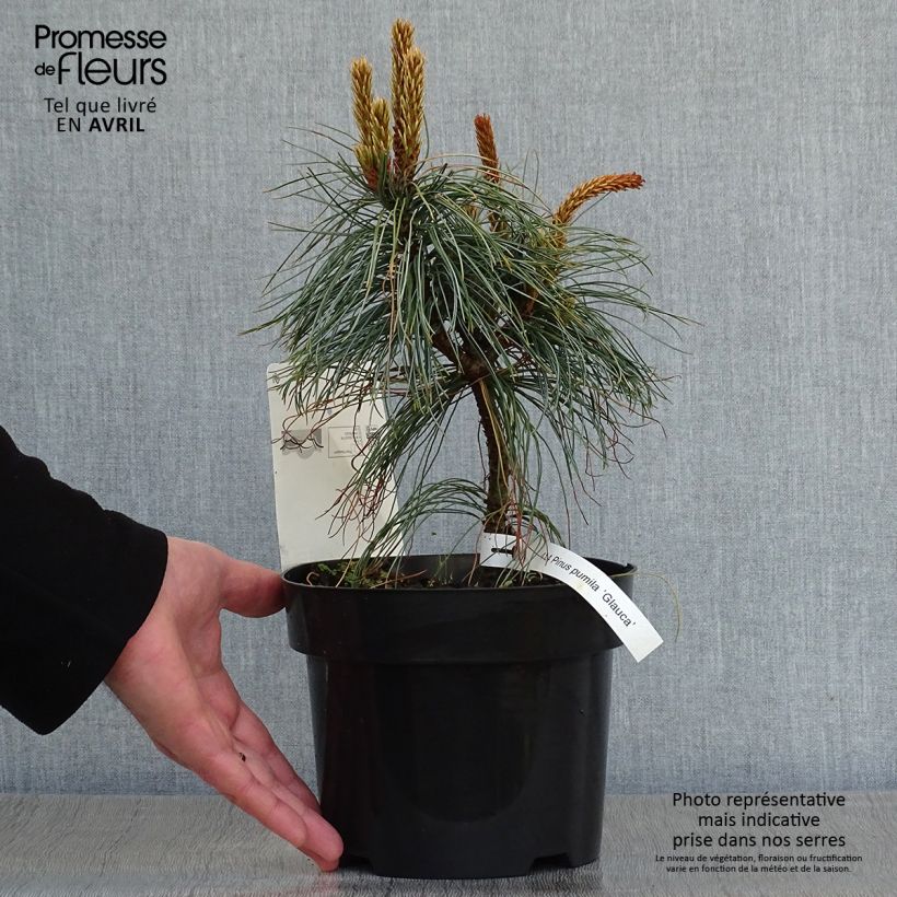 Example of Pin nain de Sibérie - Pinus pumila Glauca Pot van 2 l/3 l as you get in printemps