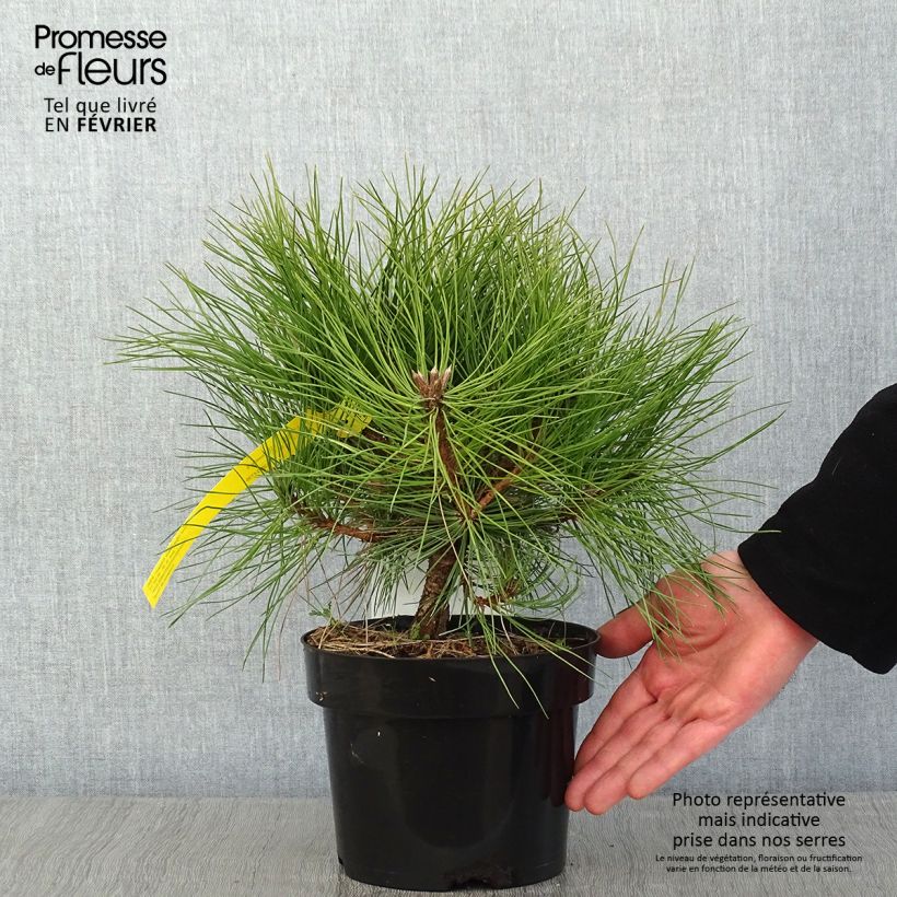 Example of Pin noir - Pinus nigra Marie Brégeon Pot van 2 l/3 l as you get in hiver