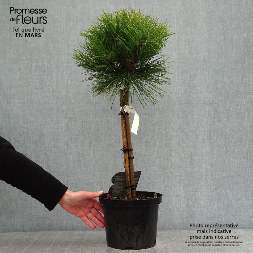 Example of Pin noir - Pinus nigra Marie Brégeon Pot van 4 l/5 l as you get in hiver