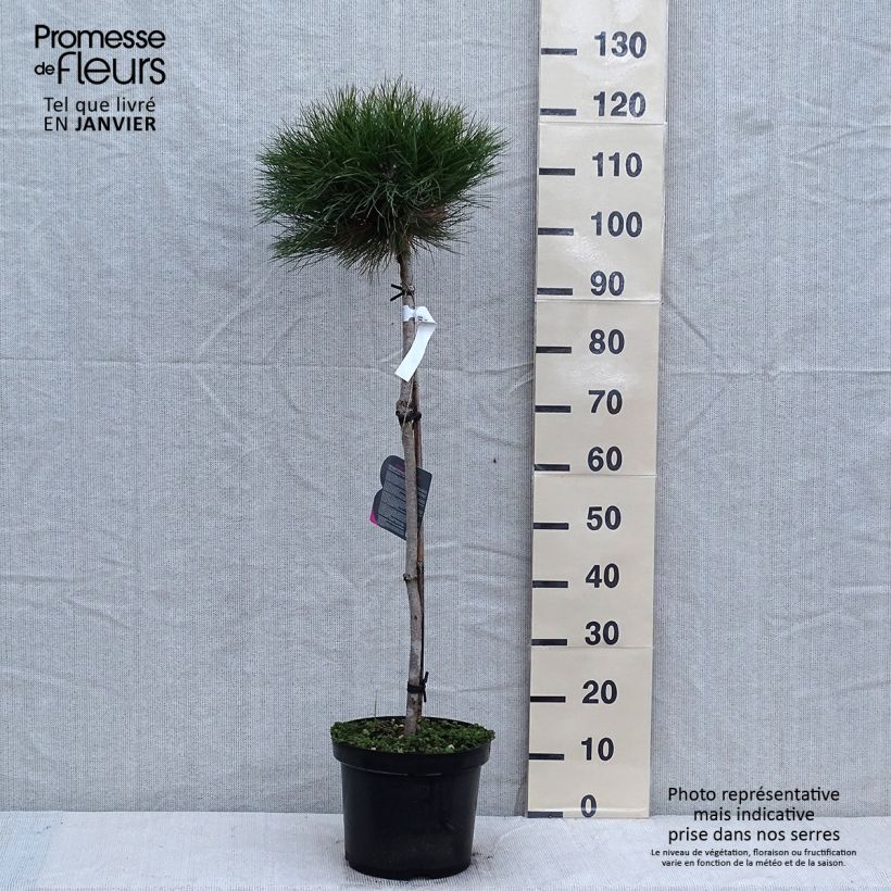 Example of Pin noir - Pinus nigra Marie Brégeon Pot van 7,5 l/10 l as you get in hiver