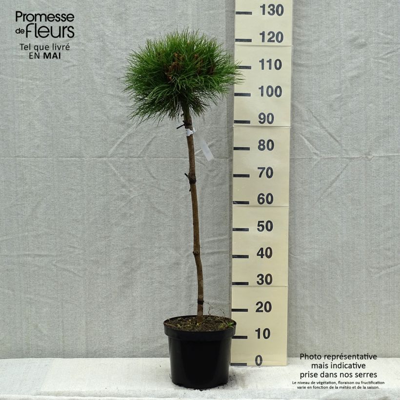 Exemplaar van Pinus nigra Marie Brégeon - Zwarte den Pot van 7,5 l/10 l, Half-hoge stam zoals geleverd in de lente