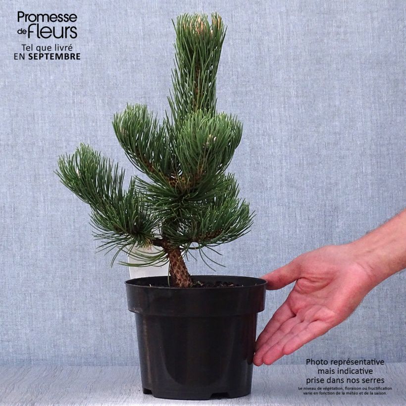 Exemplaar van Pinus nigra Oregon Green - Zwarte den Pot van 2 l/3 l zoals geleverd in de herfst