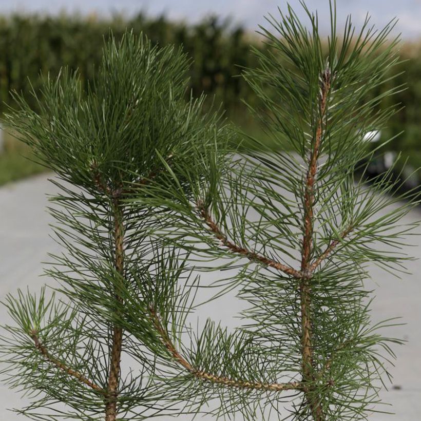 Pinus nigra nigra - Zwarte den (Foliage)
