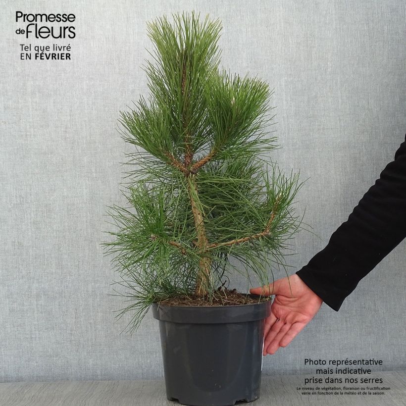 Example of Pinus nigra nigra - Zwarte den Pot van 7,5 l/10 l as you get in hiver
