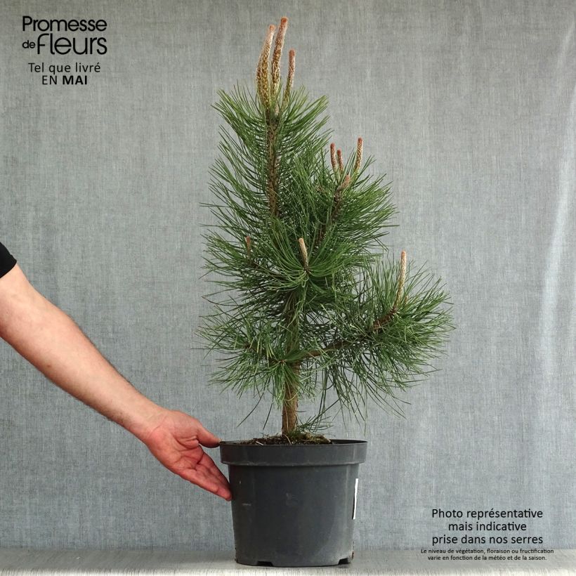 Exemplaar van Pinus nigra nigra - Zwarte den Pot van 7,5 l/10 l zoals geleverd in de lente