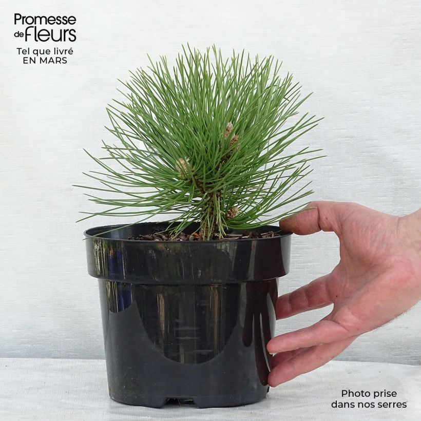 Example of Pin noir nain - Pinus nigra Nana Pot van 2 l/3 l as you get in hiver